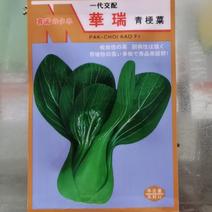 华瑞青梗菜油菜种子
