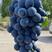 新疆蓝莓葡萄新疆博乐市夏黑葡萄对接电商社区团购客户