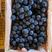新疆蓝莓葡萄新疆博乐市夏黑葡萄对接电商社区团购客户