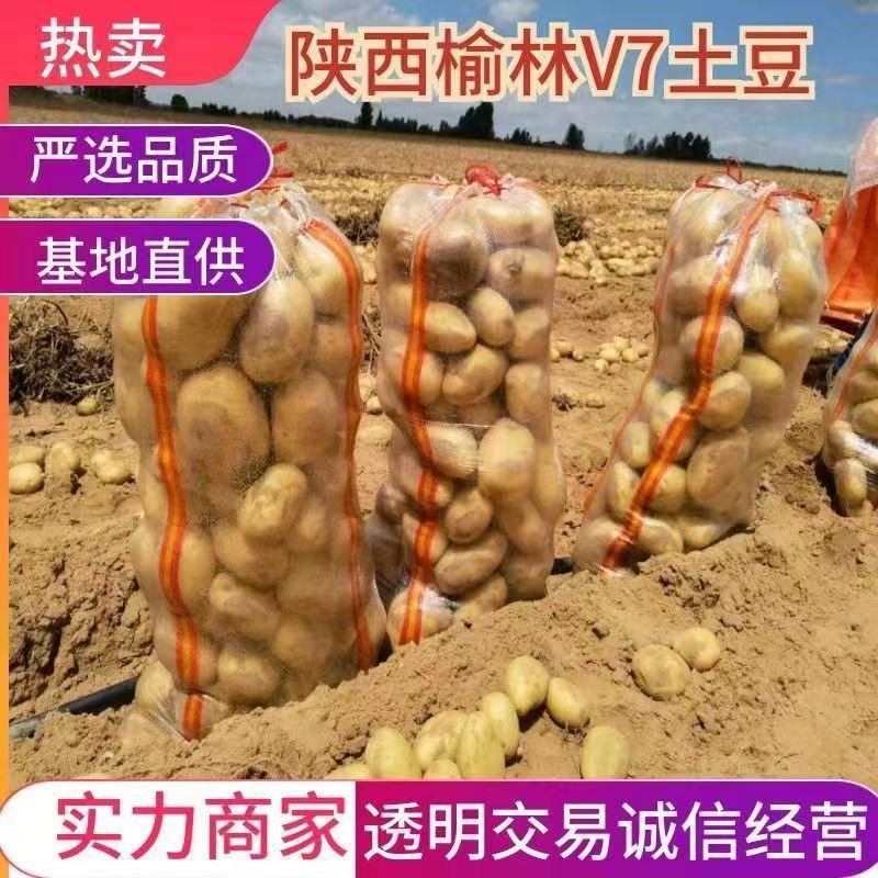 陕北榆林沙地土豆-黄心土豆规格齐全大量供货品种好