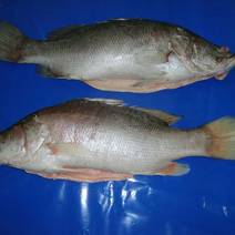 非养殖淡水尼罗河尖吻鲈鱼2～4斤/条，新鲜速冻无冰衣
