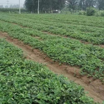 奶油草莓红颜草莓