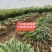 【热卖生姜】小黄姜山东产地直发全国市场货源充足电联订购