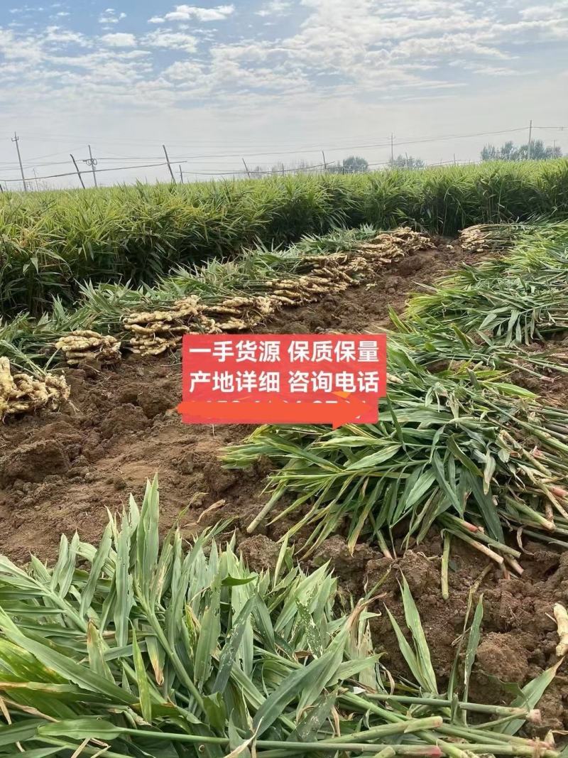 【热卖生姜】小黄姜山东产地直发全国市场货源充足电联订购