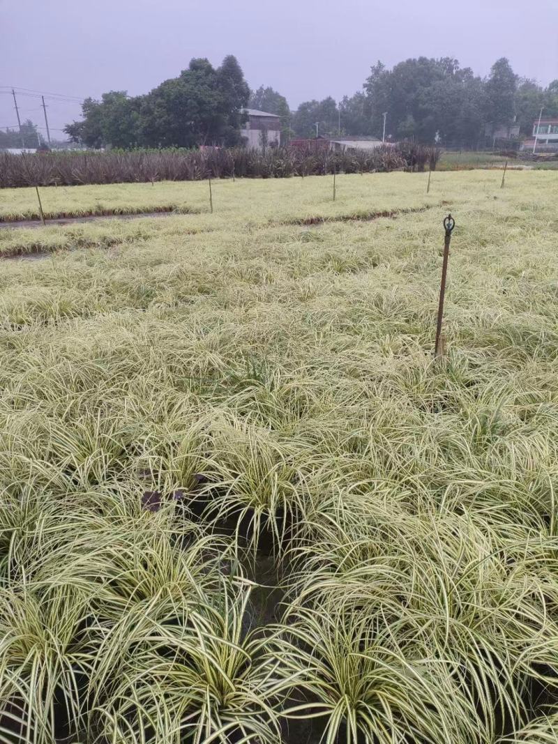 金叶苔草批发基地一手货源，花海专用，欢迎来基地参观考察