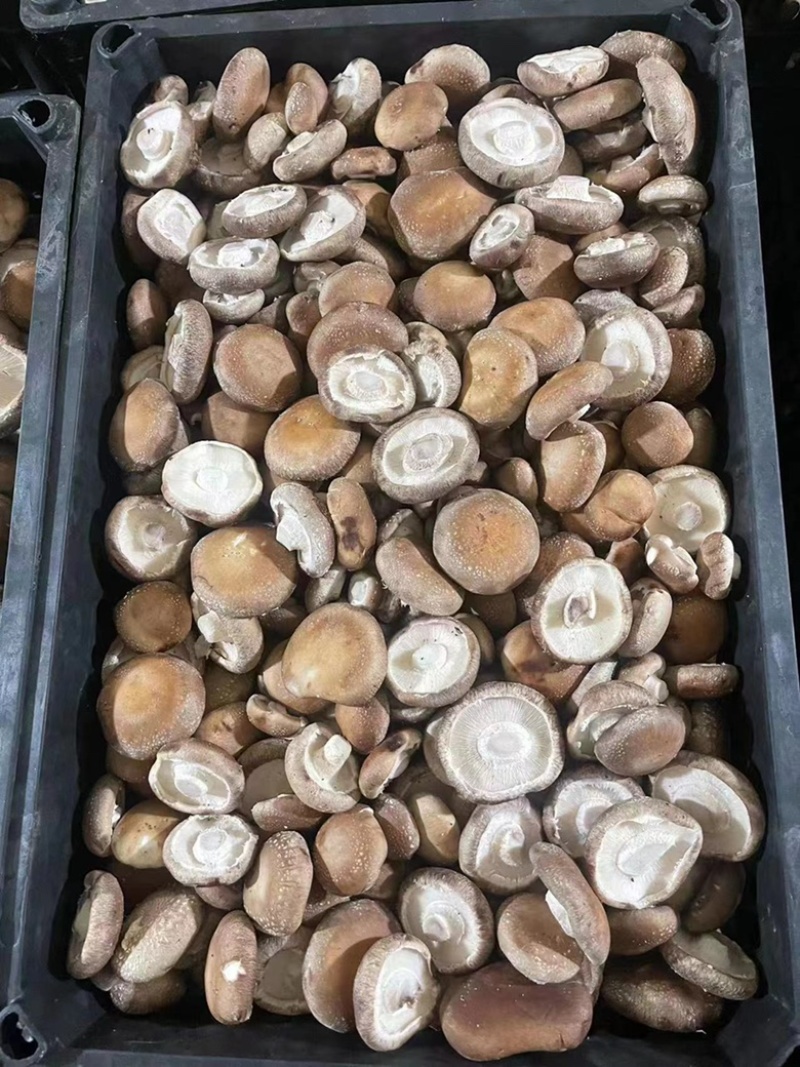 [推荐]河北唐山鲜香菇808香菇去根香菇对接工厂