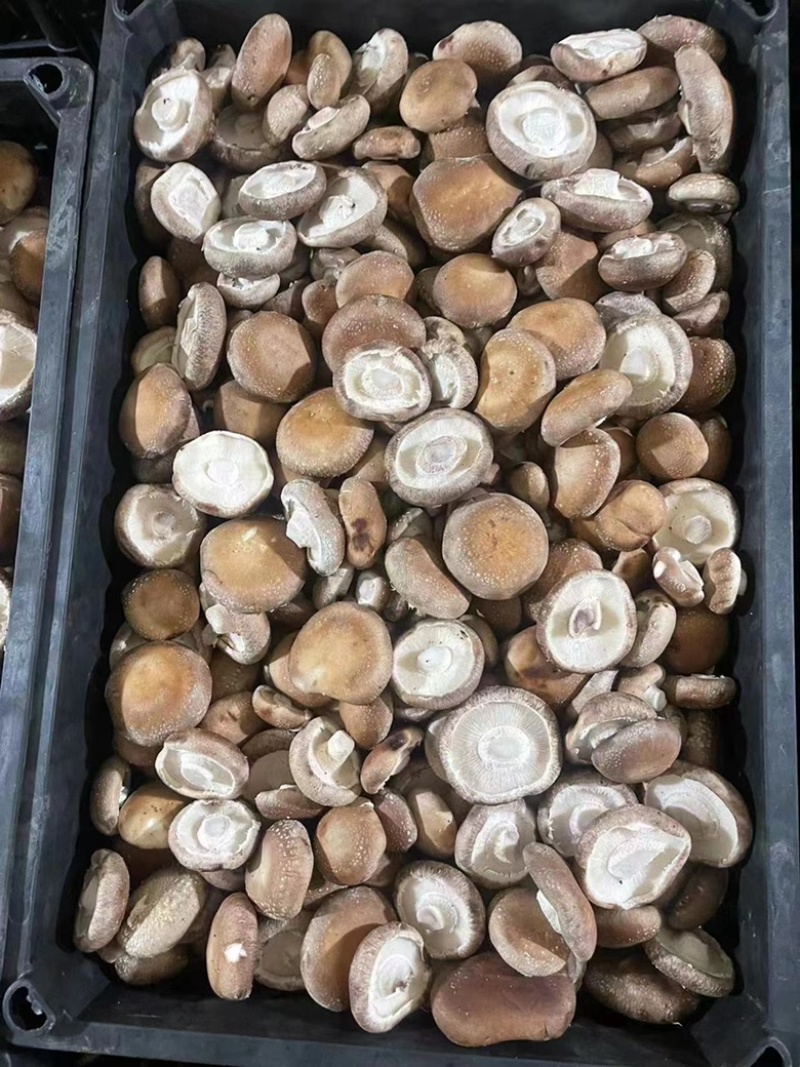 [推荐]河北唐山鲜香菇808香菇去根香菇对接工厂