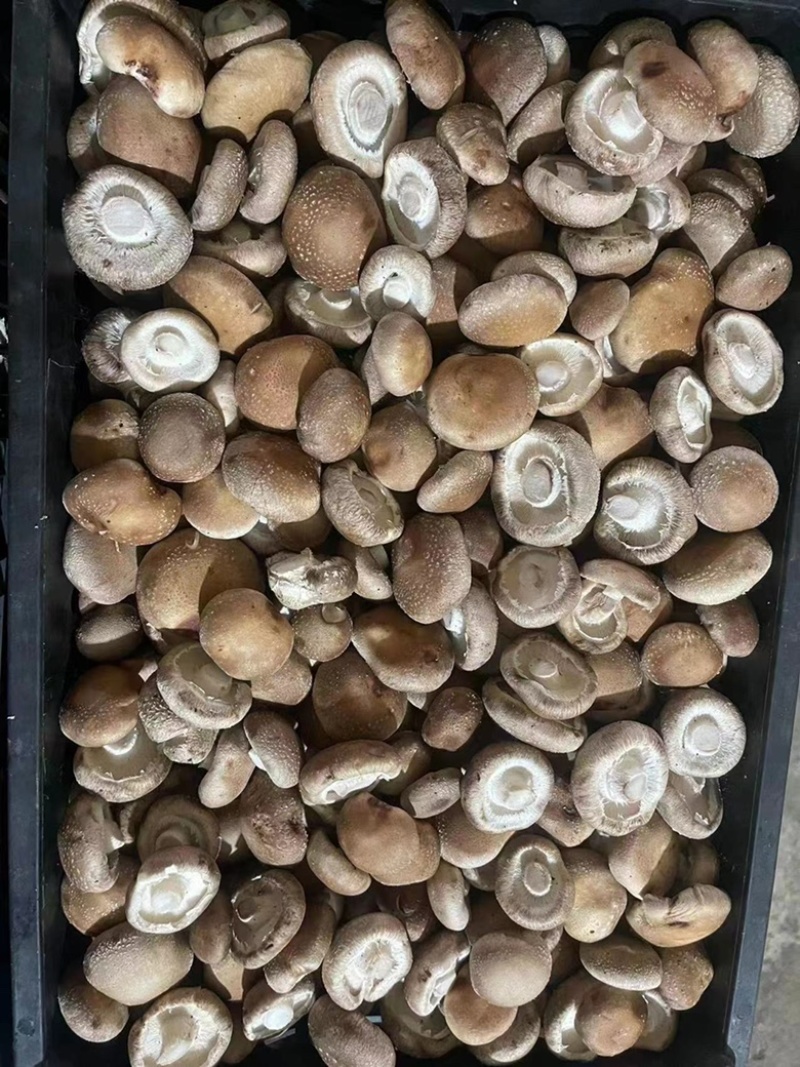 [推荐]河北唐山鲜香菇808香菇去根香菇对接工厂