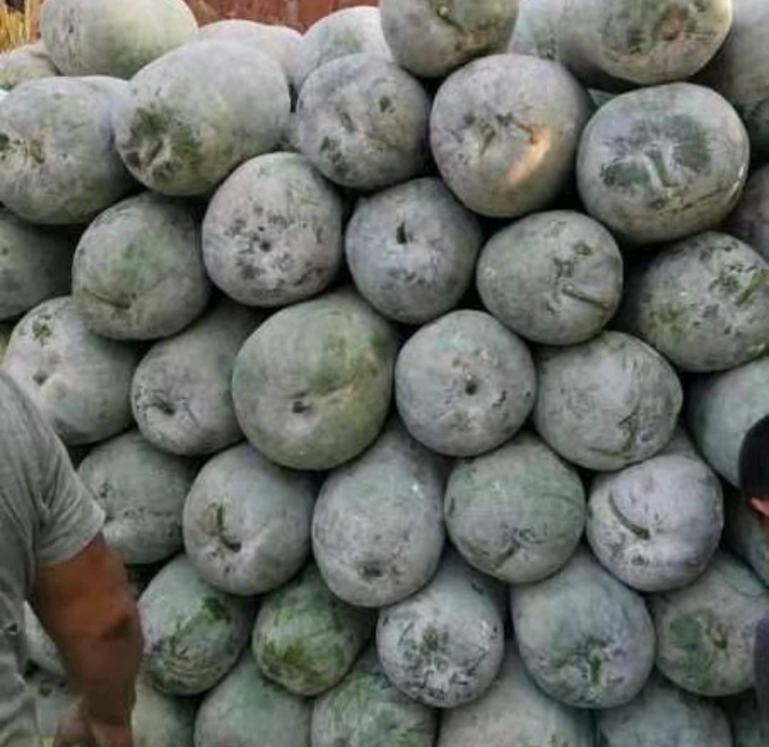 白皮冬瓜与青皮冬瓜对比图