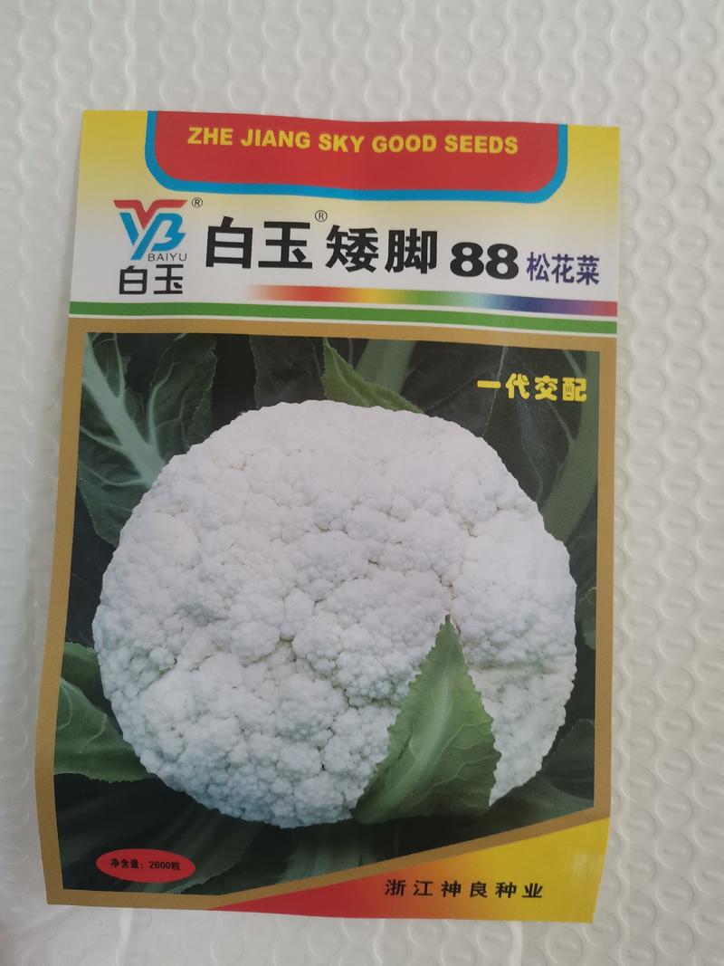 白玉108松花菜种子青梗种籽越冬耐寒菜花种子