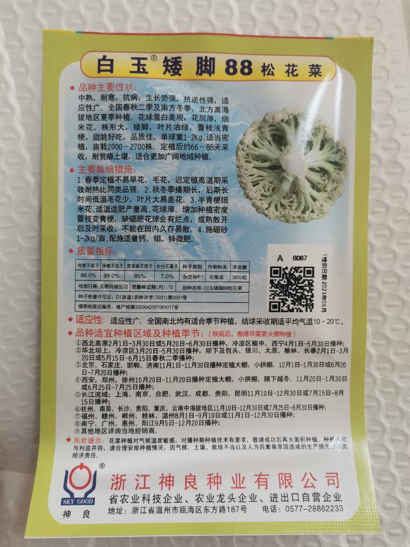 白玉108松花菜种子青梗种籽越冬耐寒菜花种子