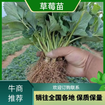 优质脱毒草莓苗江苏大量上市品种齐全支持批发零售