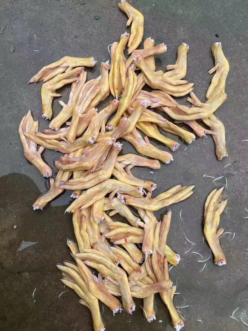 黄皮鸭掌二级全部新货现货工厂直发
