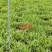 [推荐]四川紫花三叉白芨种苗一手货源基地直发