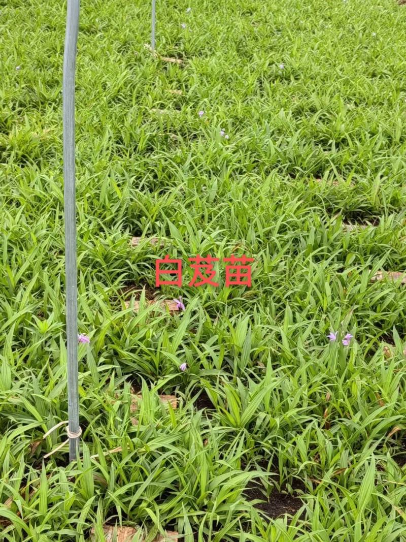[推荐]四川紫花三叉白芨种苗一手货源基地直发