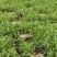 [推荐]四川紫花三叉白芨种苗一手货源基地直发