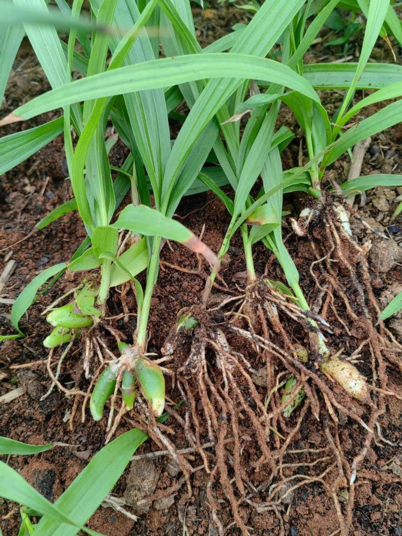 [推荐]四川紫花三叉白芨种苗一手货源基地直发