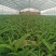 [推荐]四川紫花三叉白芨种苗一手货源基地直发