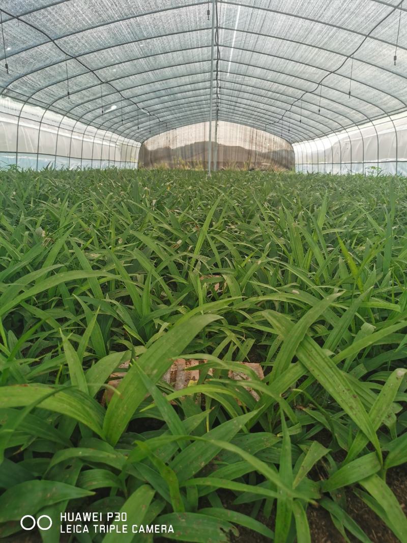 [推荐]四川紫花三叉白芨种苗一手货源基地直发