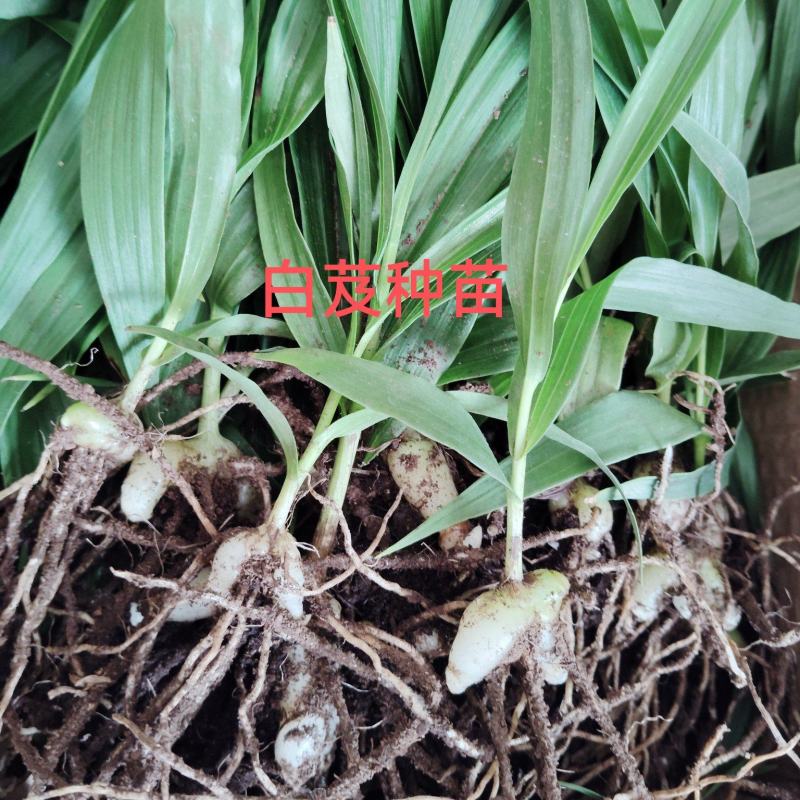 [推荐]四川紫花三叉白芨种苗一手货源基地直发