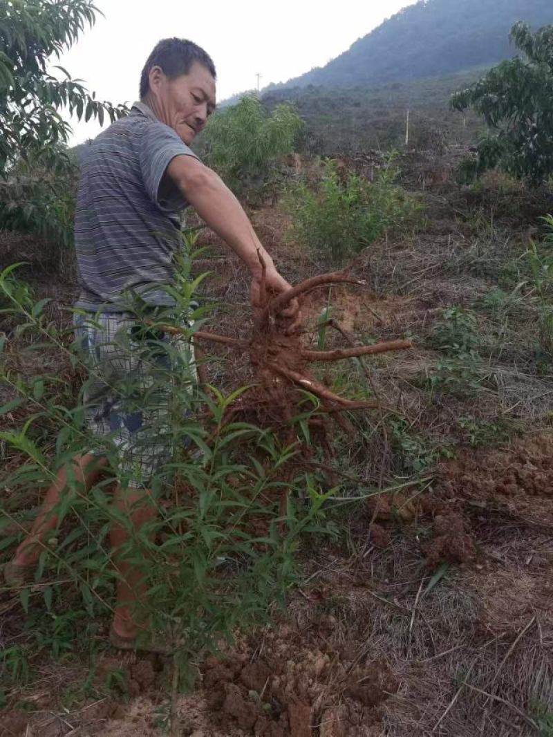 白芍大量供应，根条分开，一天10吨货
