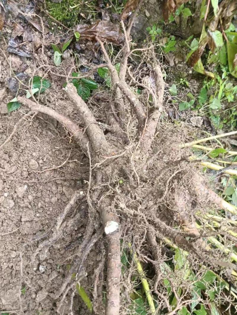 白芍大量供应，根条分开，一天10吨货