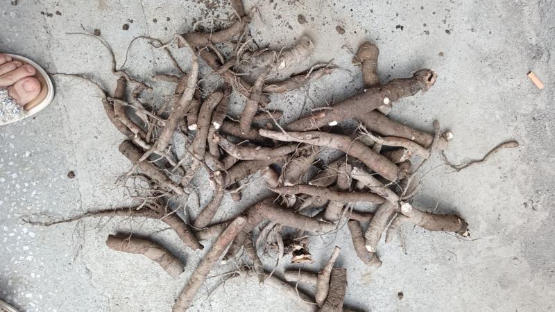 白芍大量供应，根条分开，一天10吨货