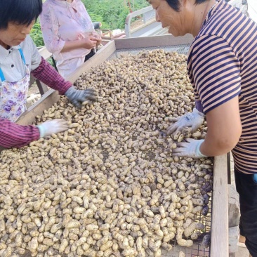 江苏鲜花生大量上市，产地直发，一手货源，全国发货