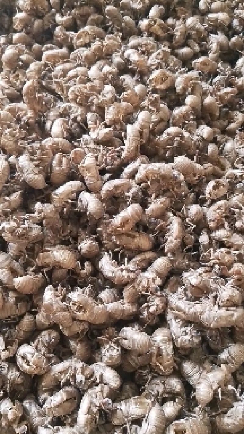 知了壳，蝉蜕，药用蝉蜕，蝉蜕皮。爬叉皮，沙地货。水洗货。