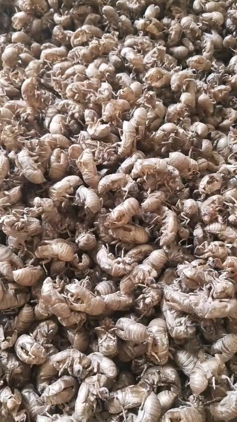 知了壳，蝉蜕，药用蝉蜕，蝉蜕皮。爬叉皮，沙地货。水洗货。