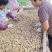 江苏鲜花生大量上市，产地直发，一手货源，全国发货