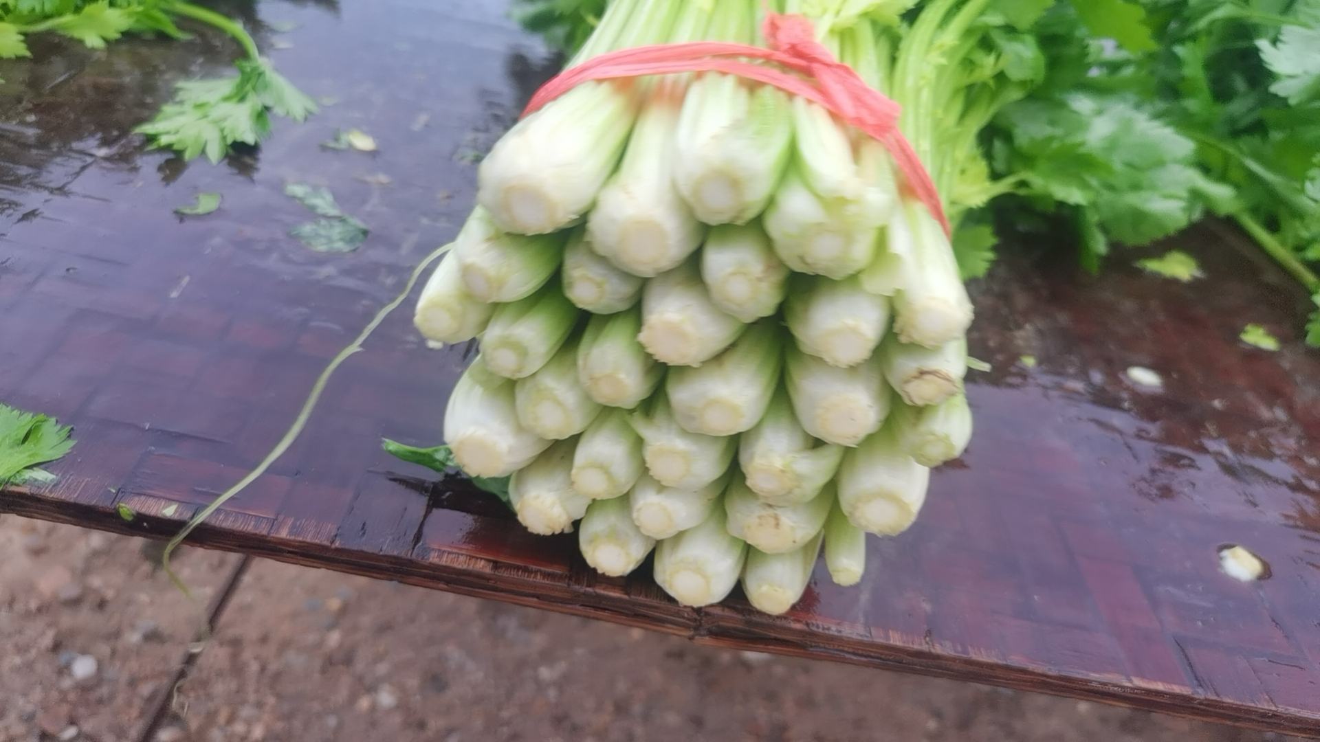 毛芹与普通芹菜对比图