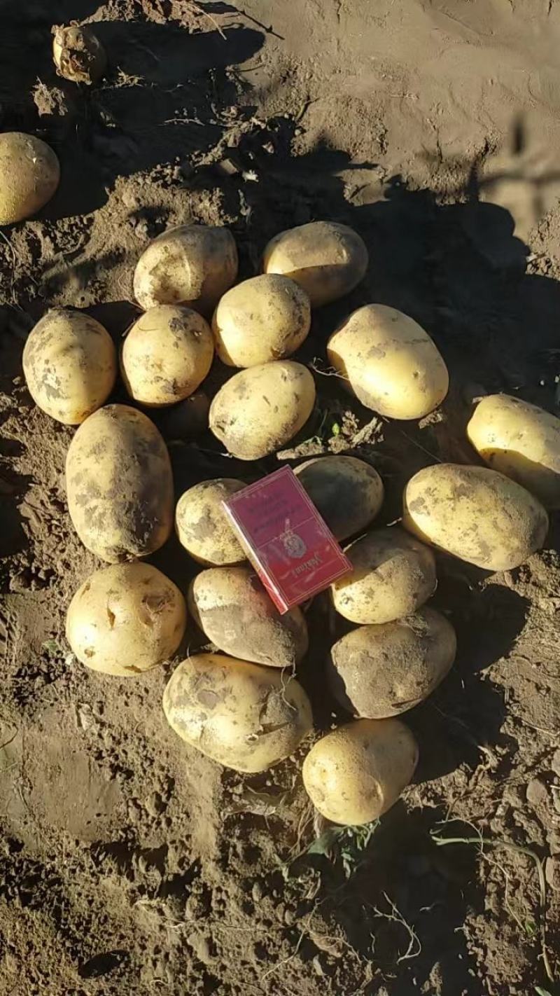 内蒙货大量上市，可装箱，装袋，各种标准都有