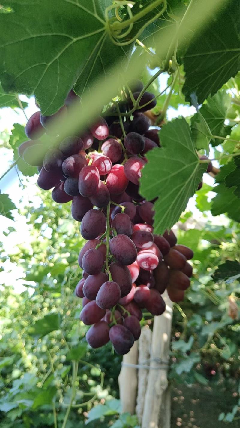 葡萄新郁，敦煌葡萄颗粒大