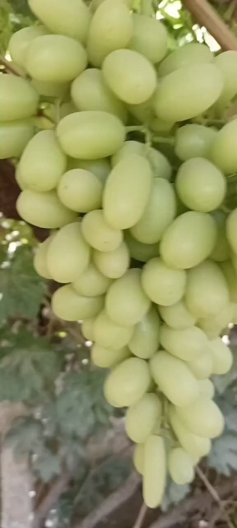 葡萄新郁，敦煌葡萄颗粒大