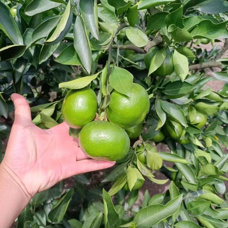 强烈推荐，四川蜜橘普早蜜橘大量上市基地直发质量保证欢迎