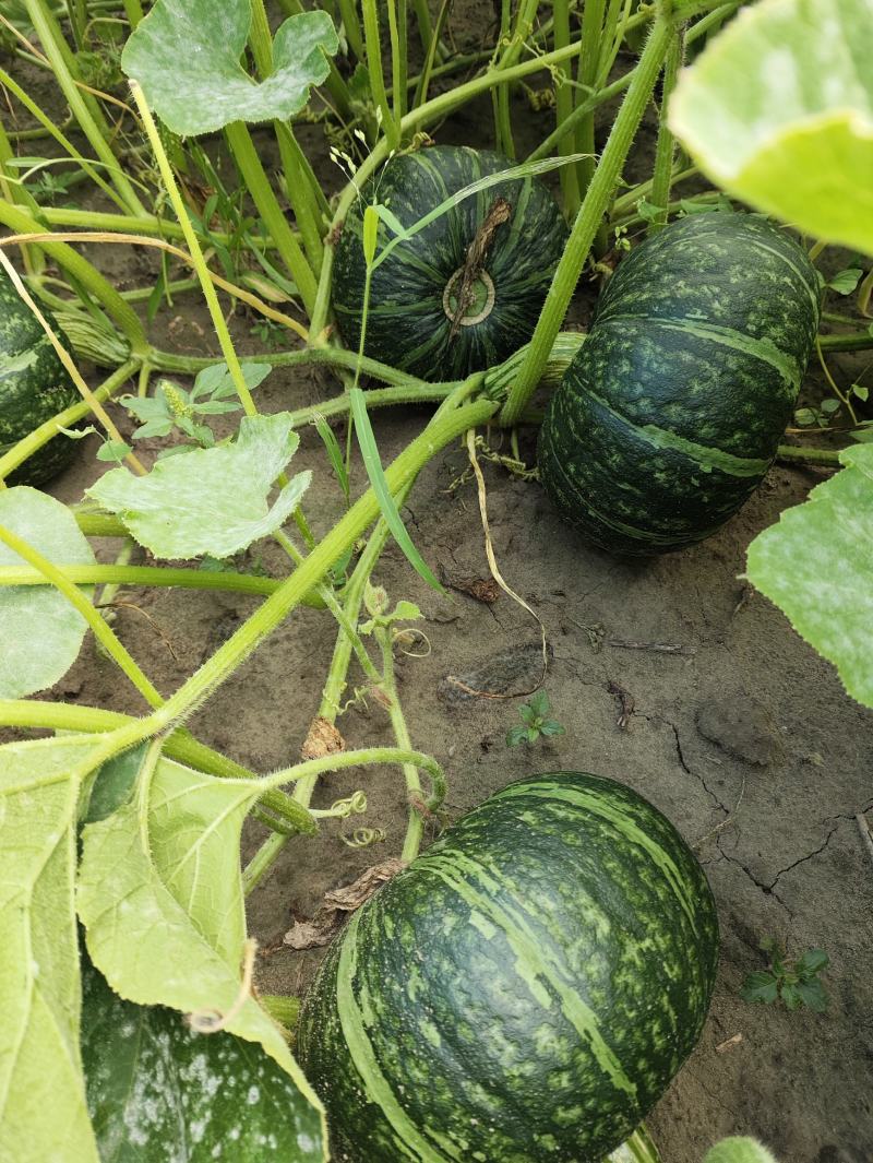 海拉尔精品艾碧斯南瓜贝贝南瓜开始大量岀售欢迎联系