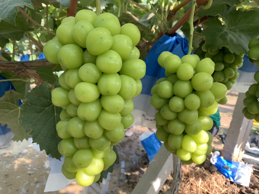 营养成分柱状图