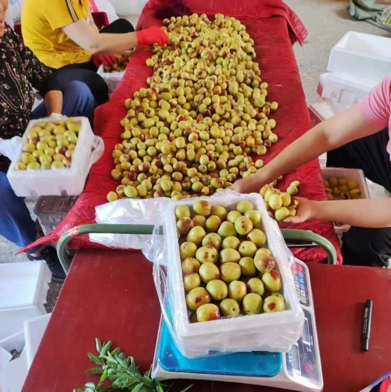 《实力》沾化冬枣现摘现发一件代发落地配~电商平台直播多多