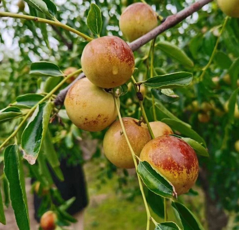 一棵古老的果树上挂满形似婴儿的人参果,果实栩栩如生,充满神秘气息 人参果树与果实特写
