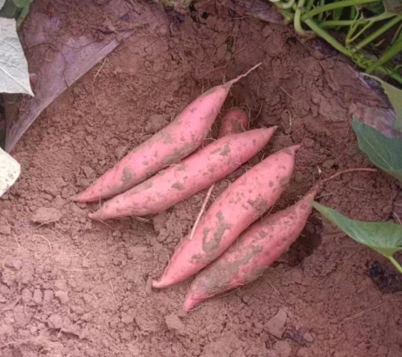 河北红薯烟薯25烤蜜薯大量供应产地货源量大优惠
