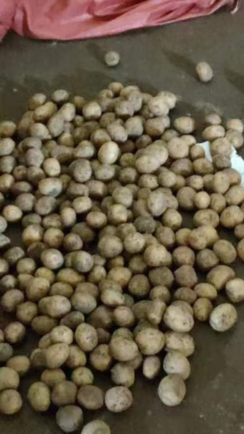 精品小土豆