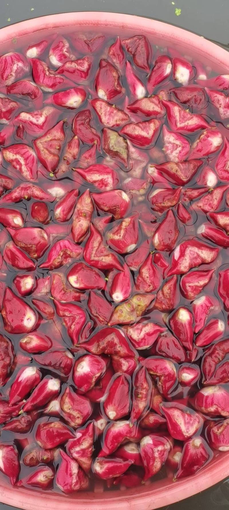 水红菱