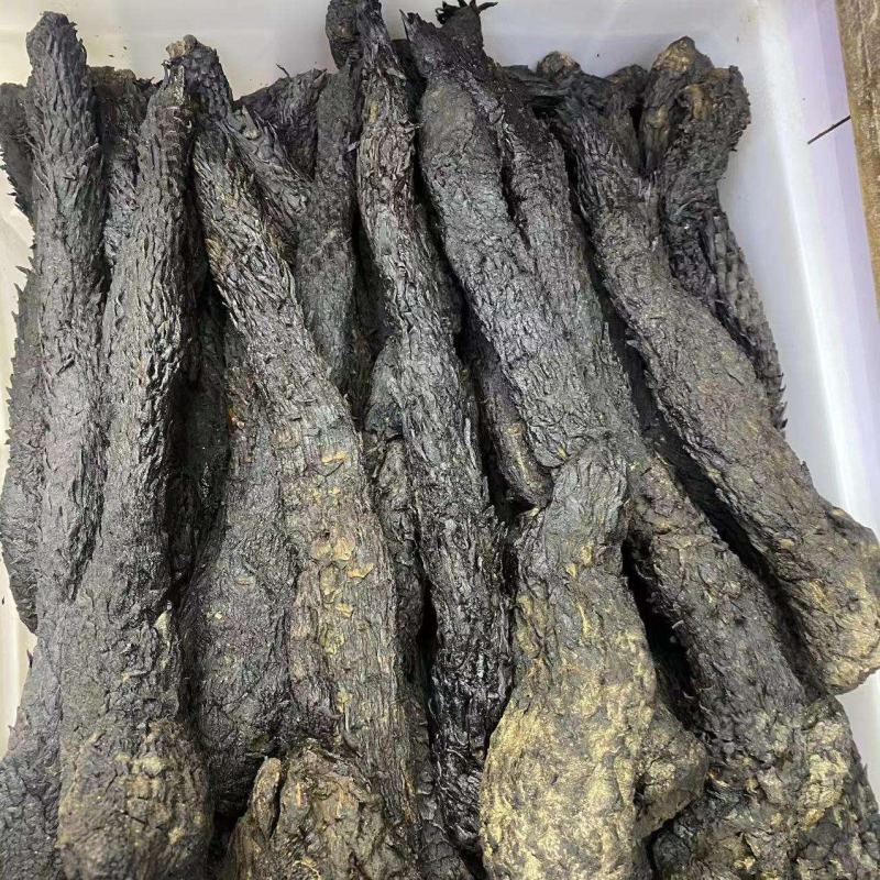 大芸肉苁蓉锁阳