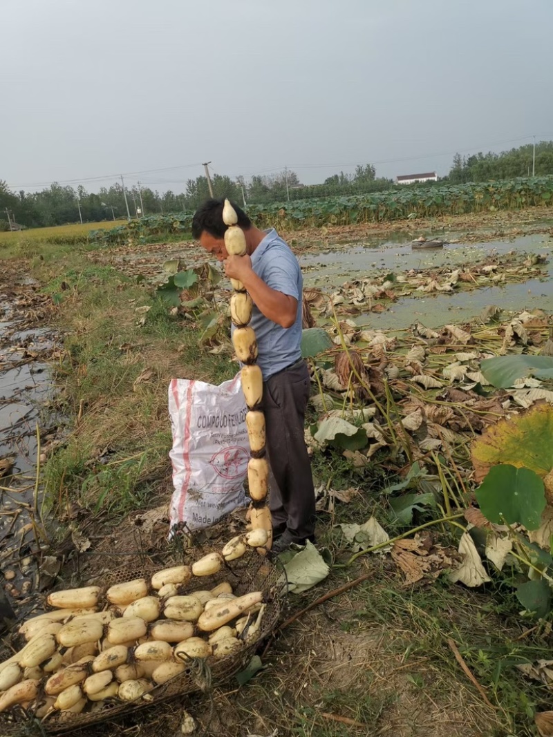 滁州直发莲藕巨无霸莲藕鄂莲6号35号货源稳定对接全国