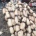 滁州直发莲藕巨无霸莲藕鄂莲6号35号货源稳定对接全国