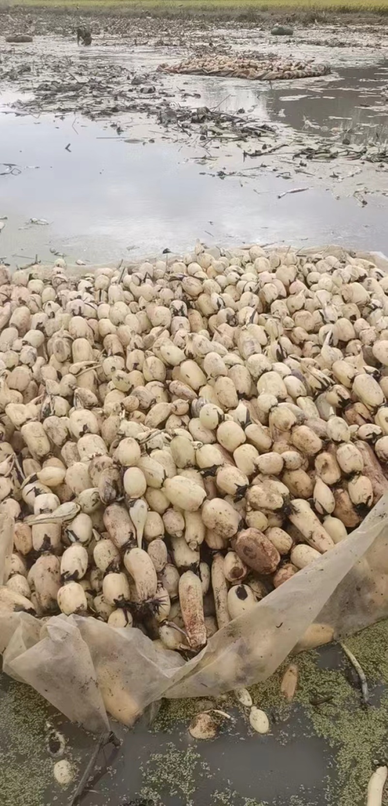 滁州直发莲藕巨无霸莲藕鄂莲6号35号货源稳定对接全国