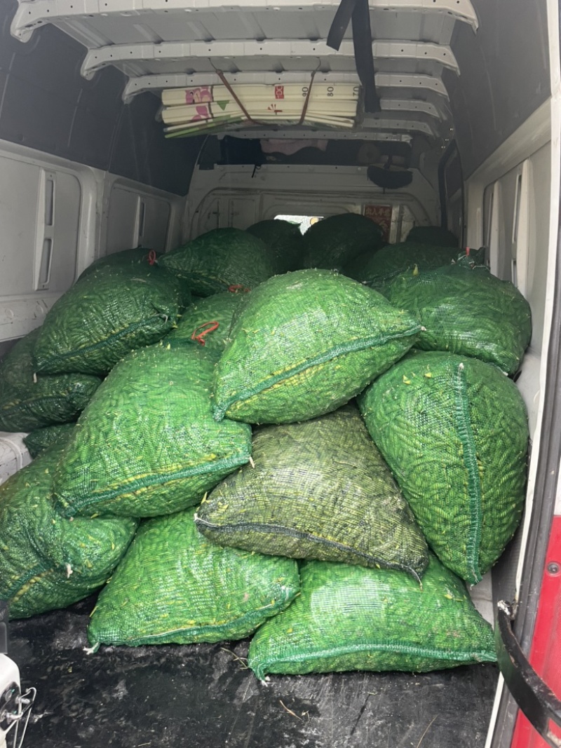 精品高山毛豆，已经开采！需要的老板欢迎咨询！