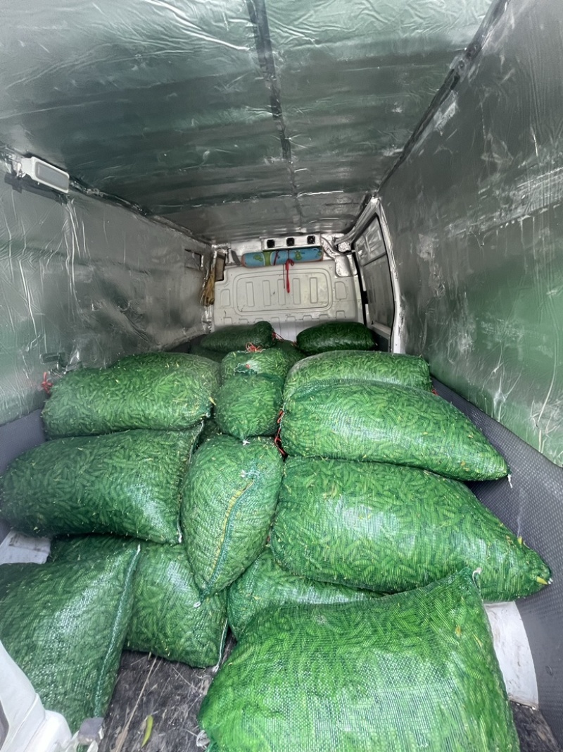 精品高山毛豆，已经开采！需要的老板欢迎咨询！