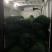 精品高山毛豆，已经开采！需要的老板欢迎咨询！